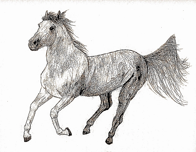 horse drawing1