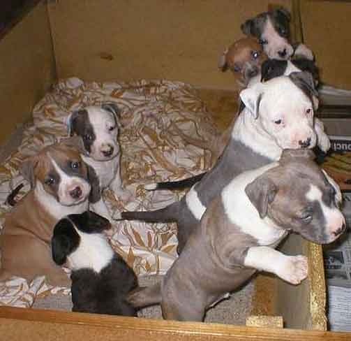 american staffordshire 01 terrier puppies