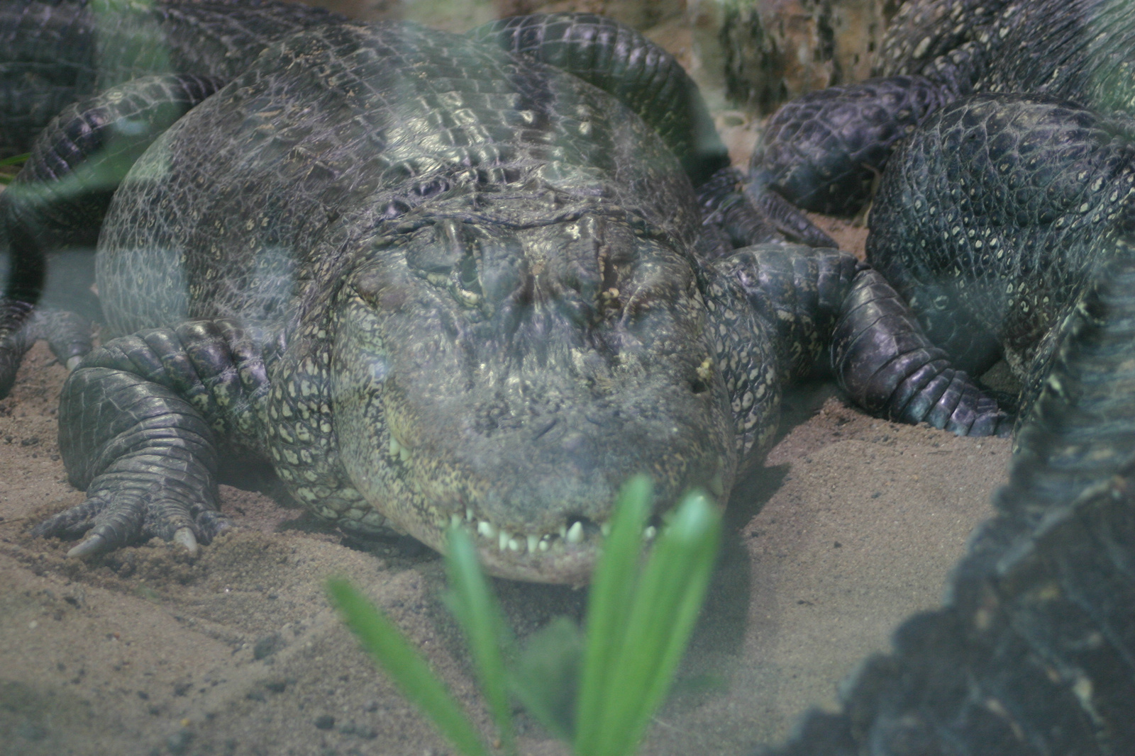 München Zoo vidám arc 2