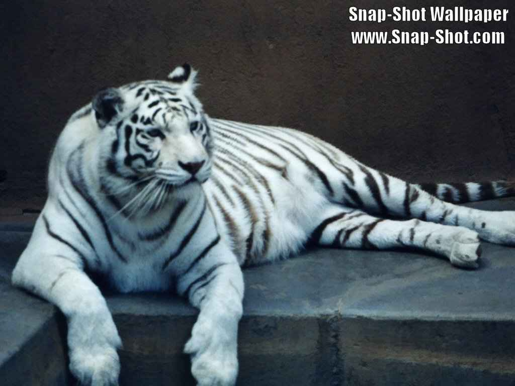 white-tigers-01