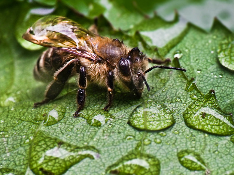 Bio szippantós