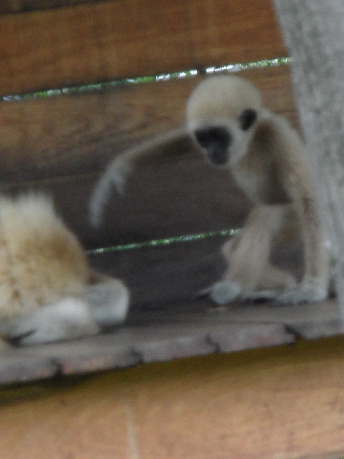 Fehér kezű gibbon (4)