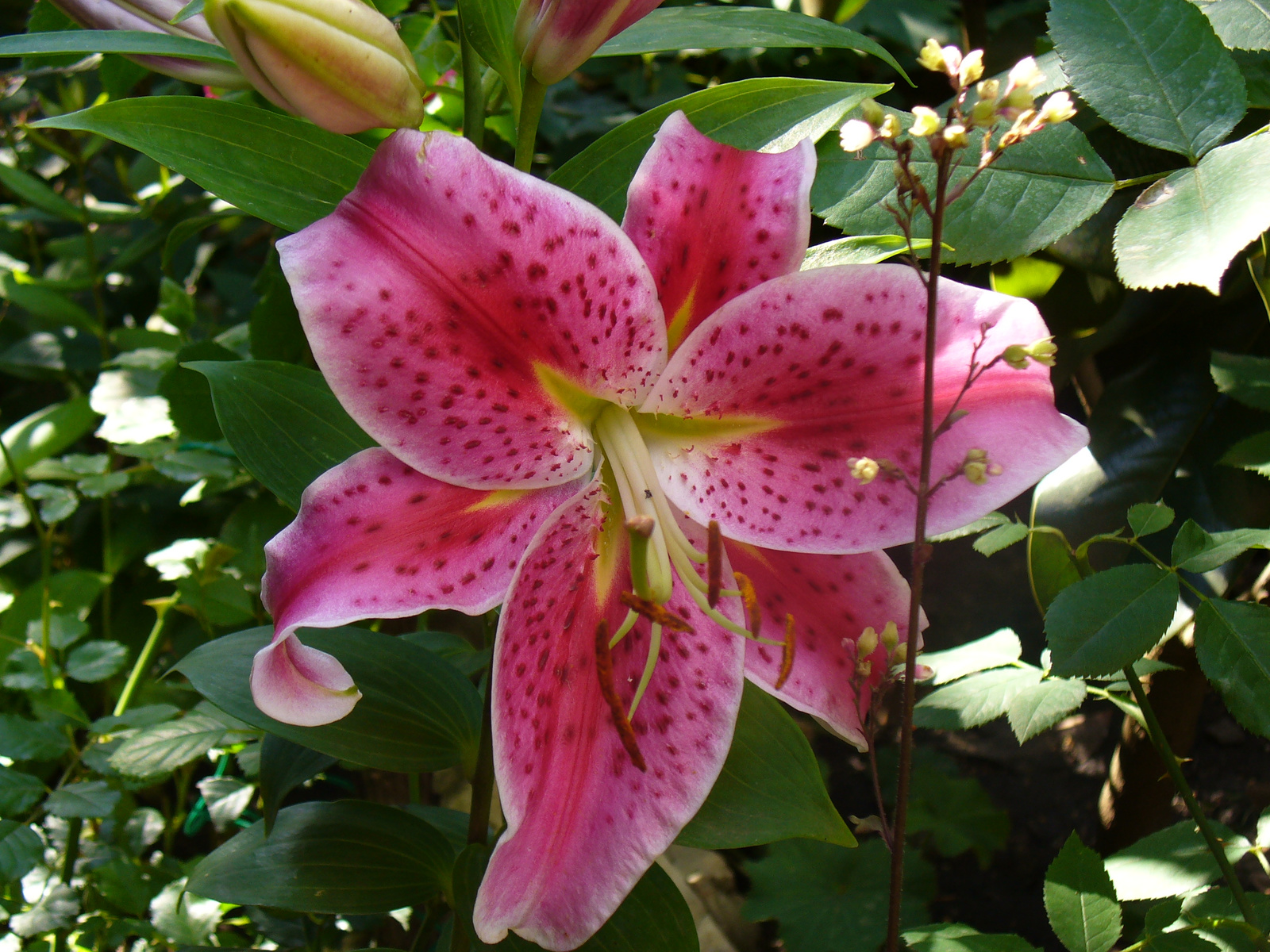 Lilium orientalis