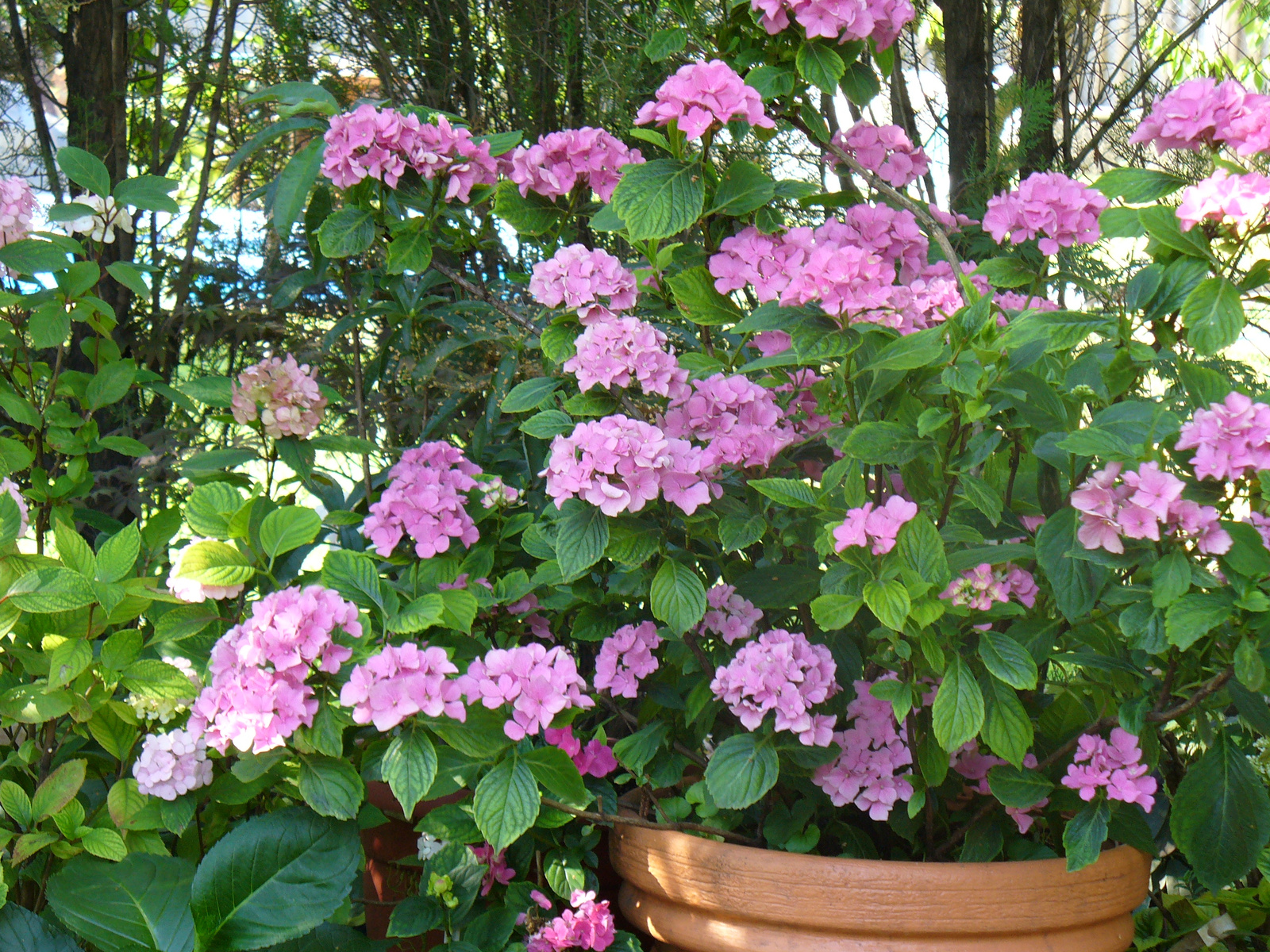 Hydrangea macrophylla