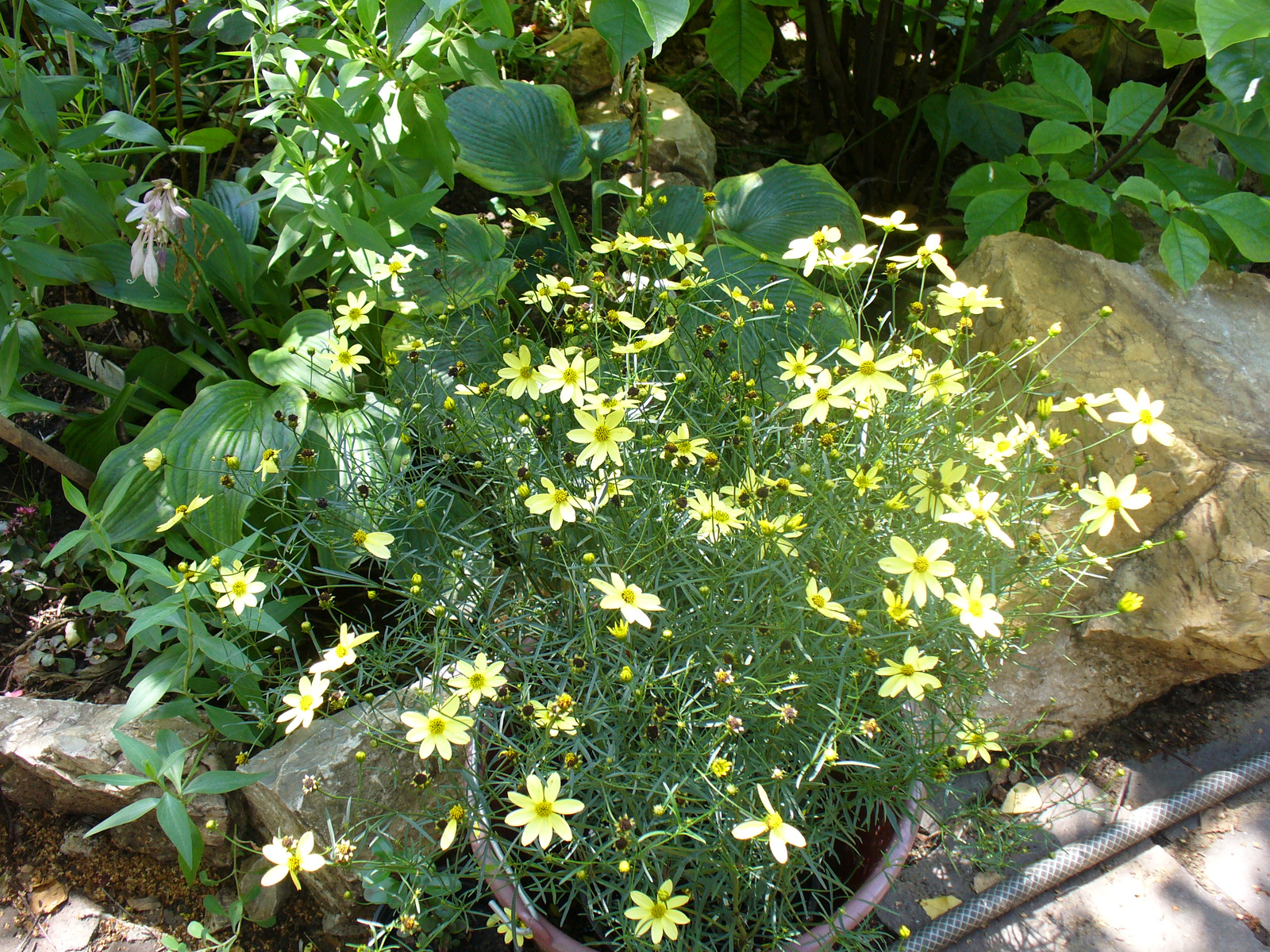 Coreopsis verticillata