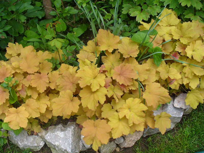 Heuchera hybrida 'Caramel'