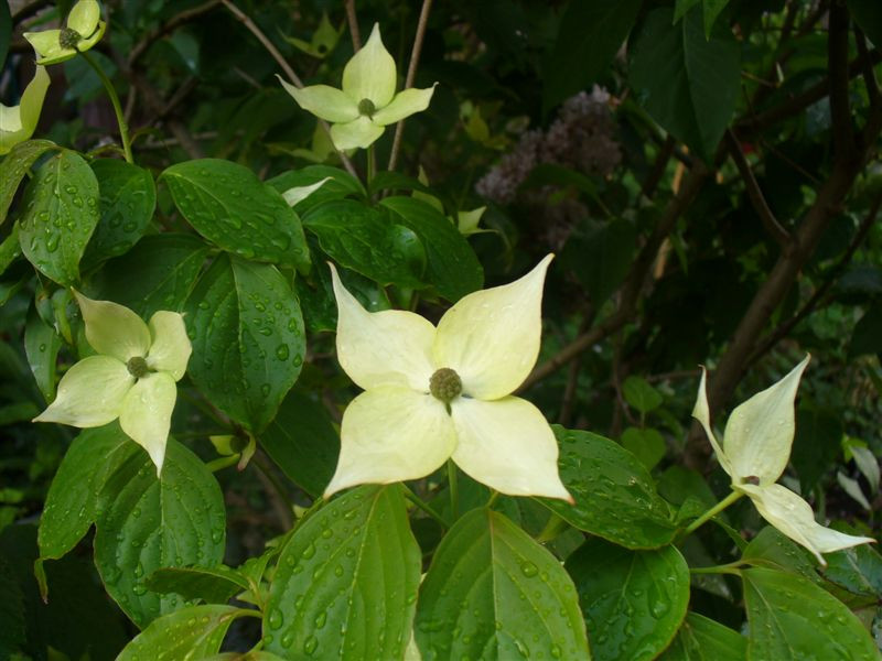 Cornus kousa 'Teutonia'