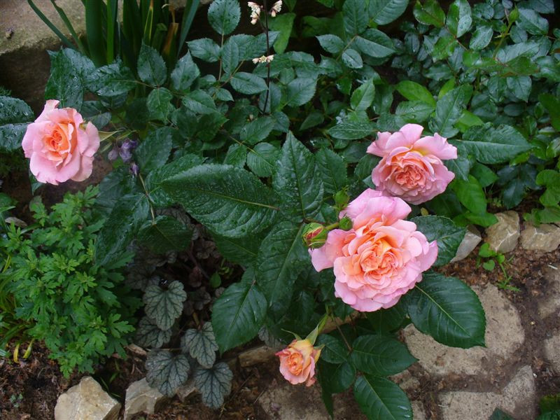 Rosa 'Augusta Luise'