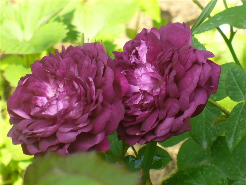 Rosa 'Cardinal de Richelieu'