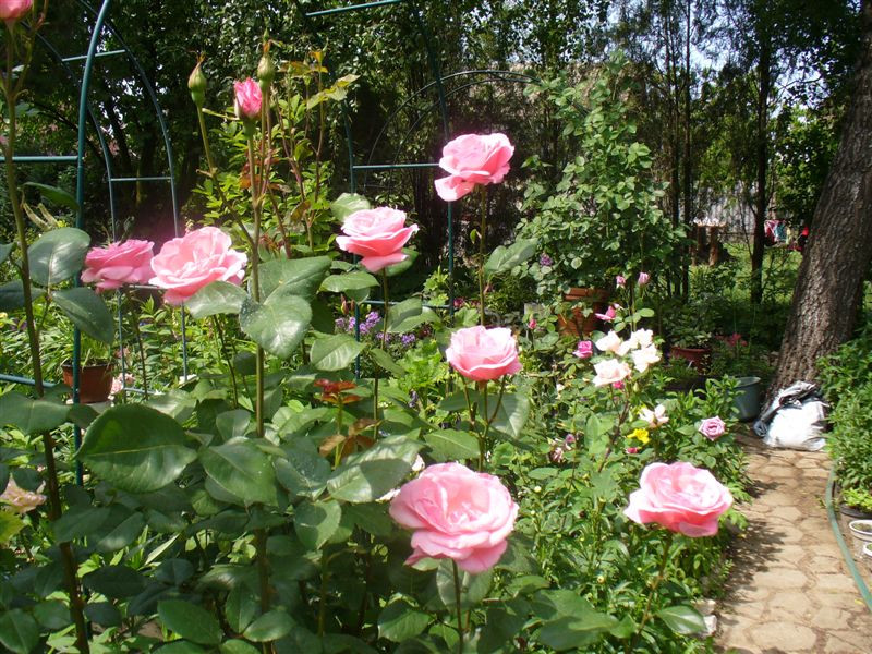 Rosa 'Queen Elizabeth'