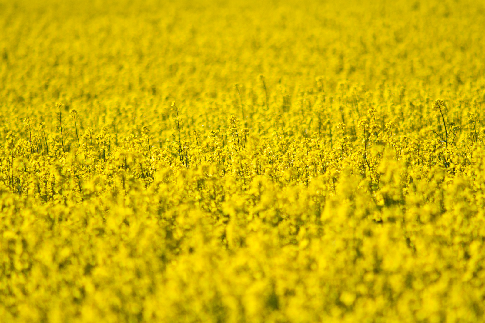 Depth of Rape Field