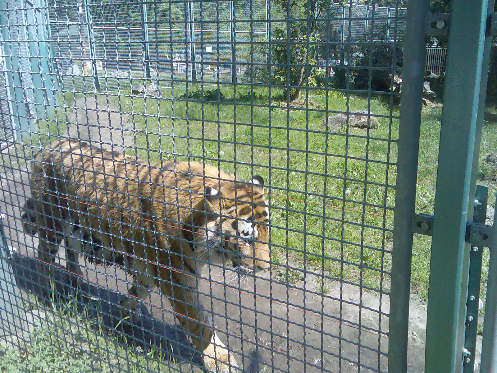 Tiger (1)