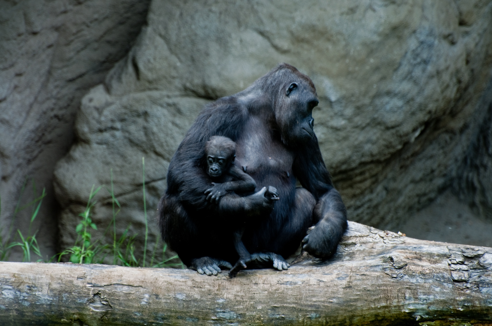 zoo2010-0137