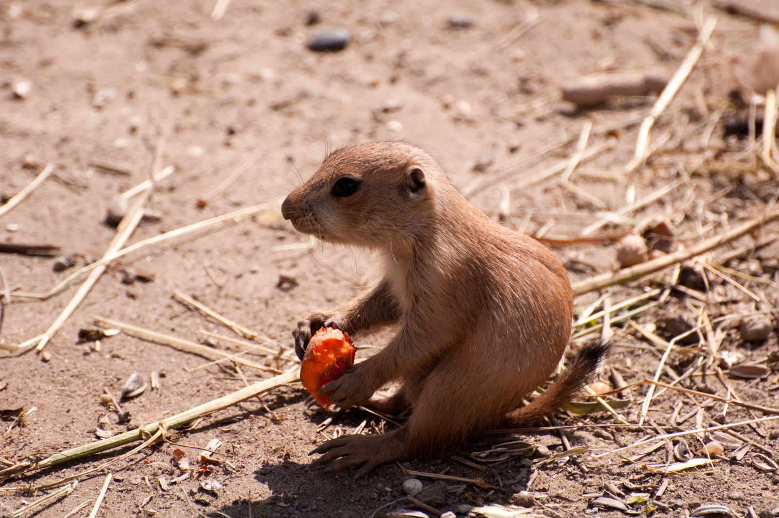 zoo2010-0280