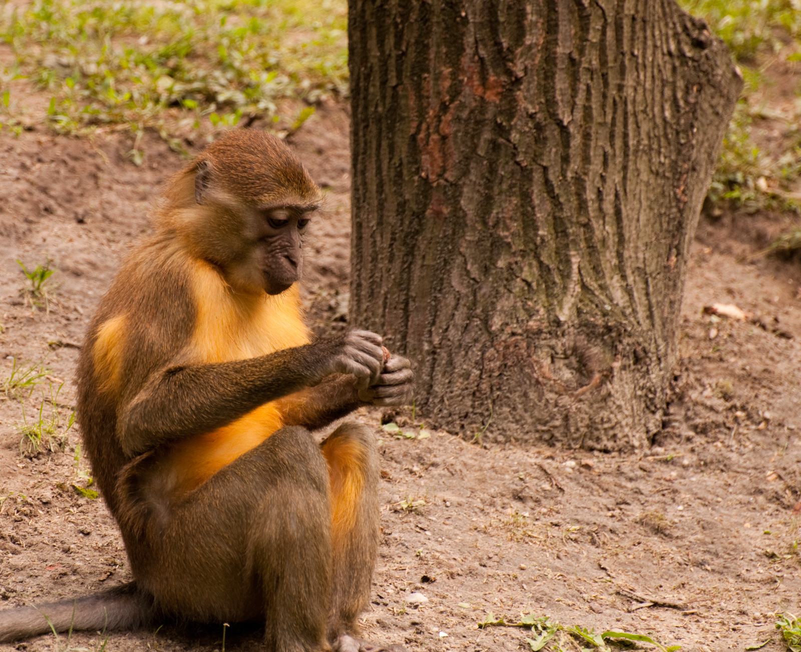 zoo2010-0346