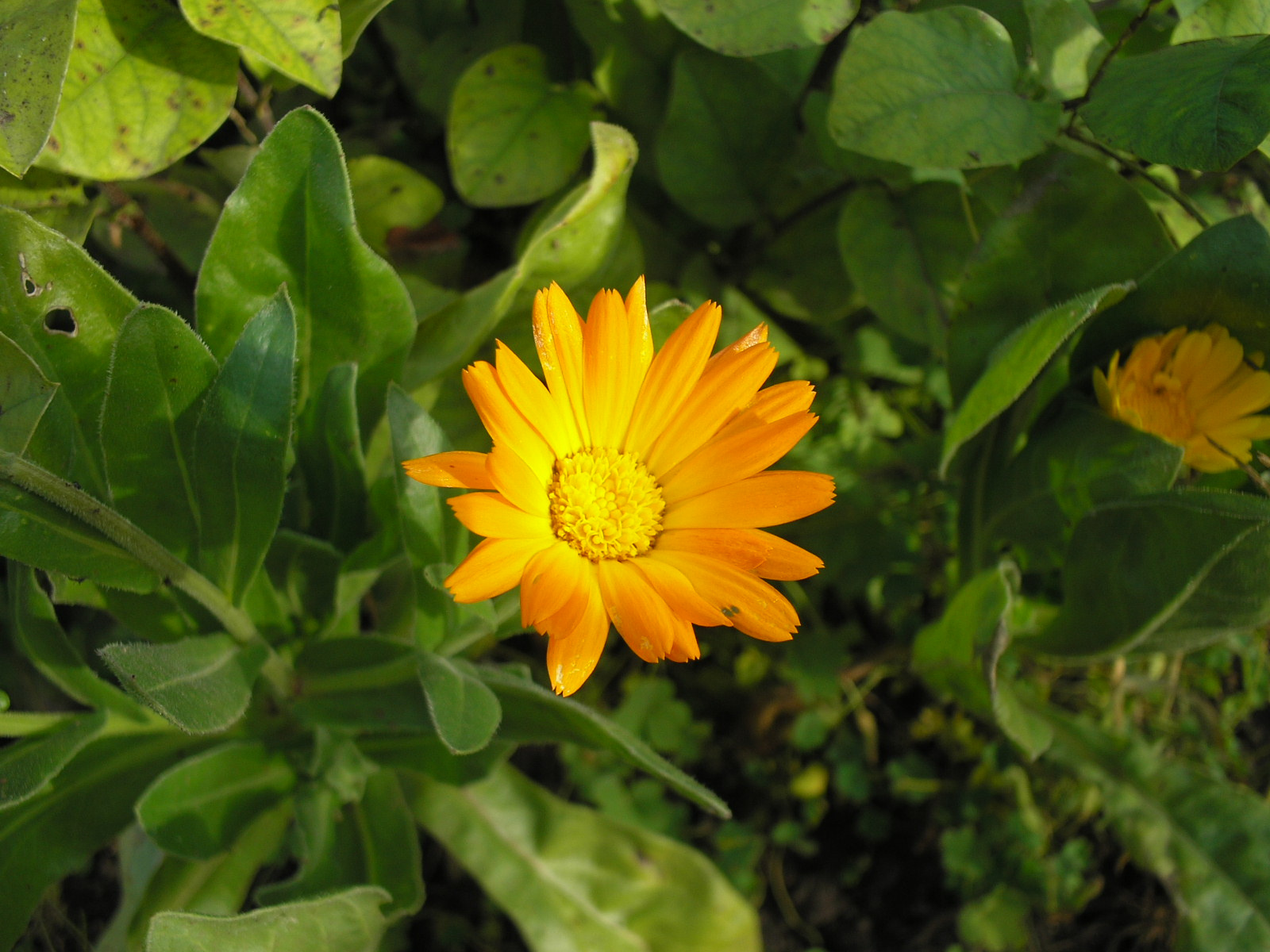 calendula 02JPG