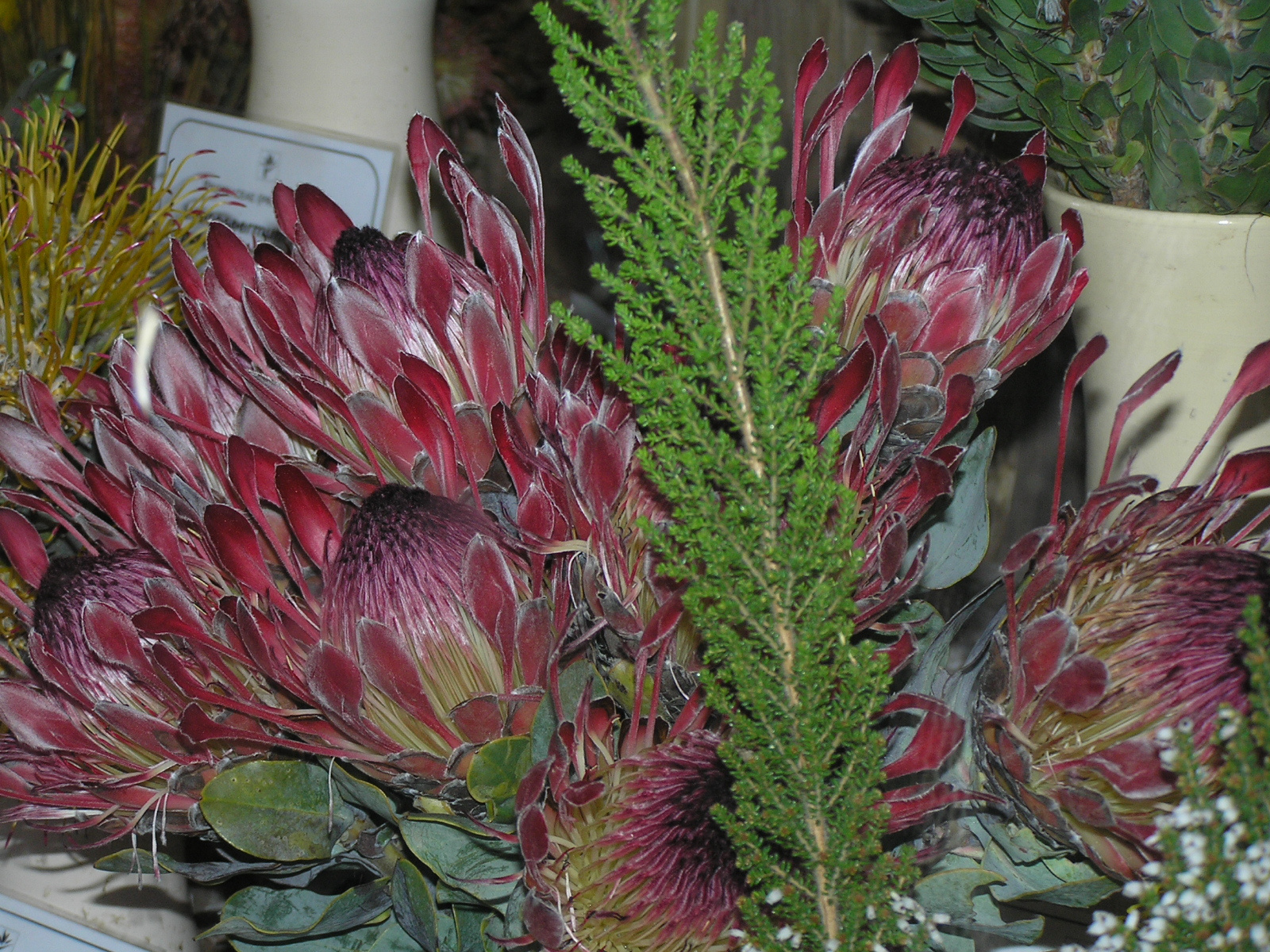 144 Protea