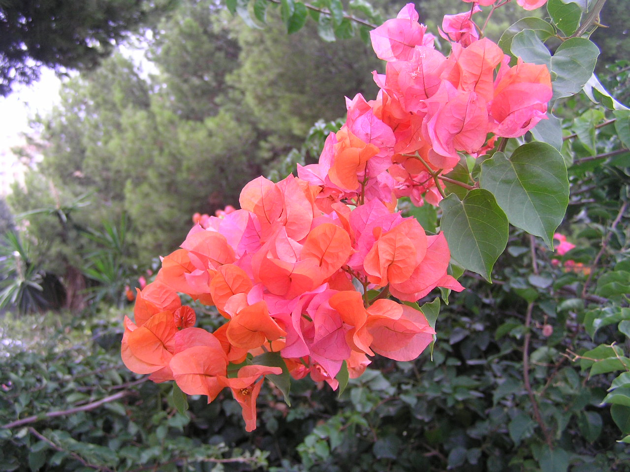 0148 Torremolinos bougenvillea