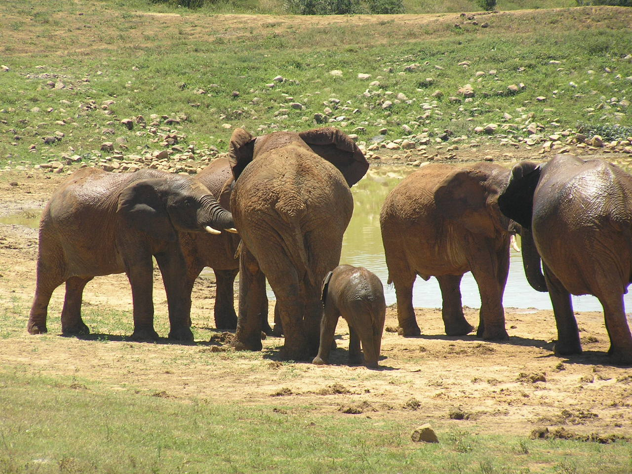 499 Addo elefántpark