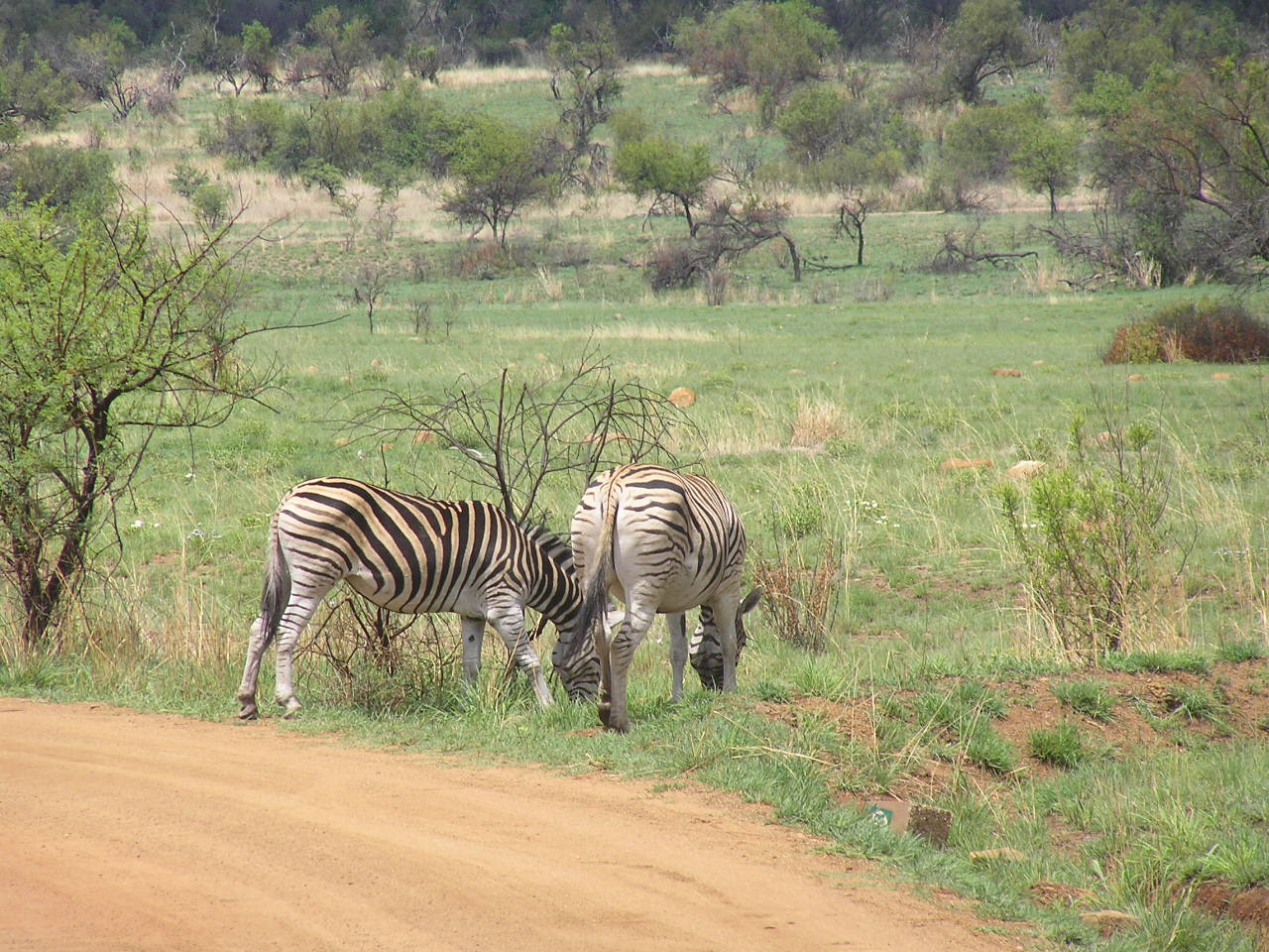 718 Zebra