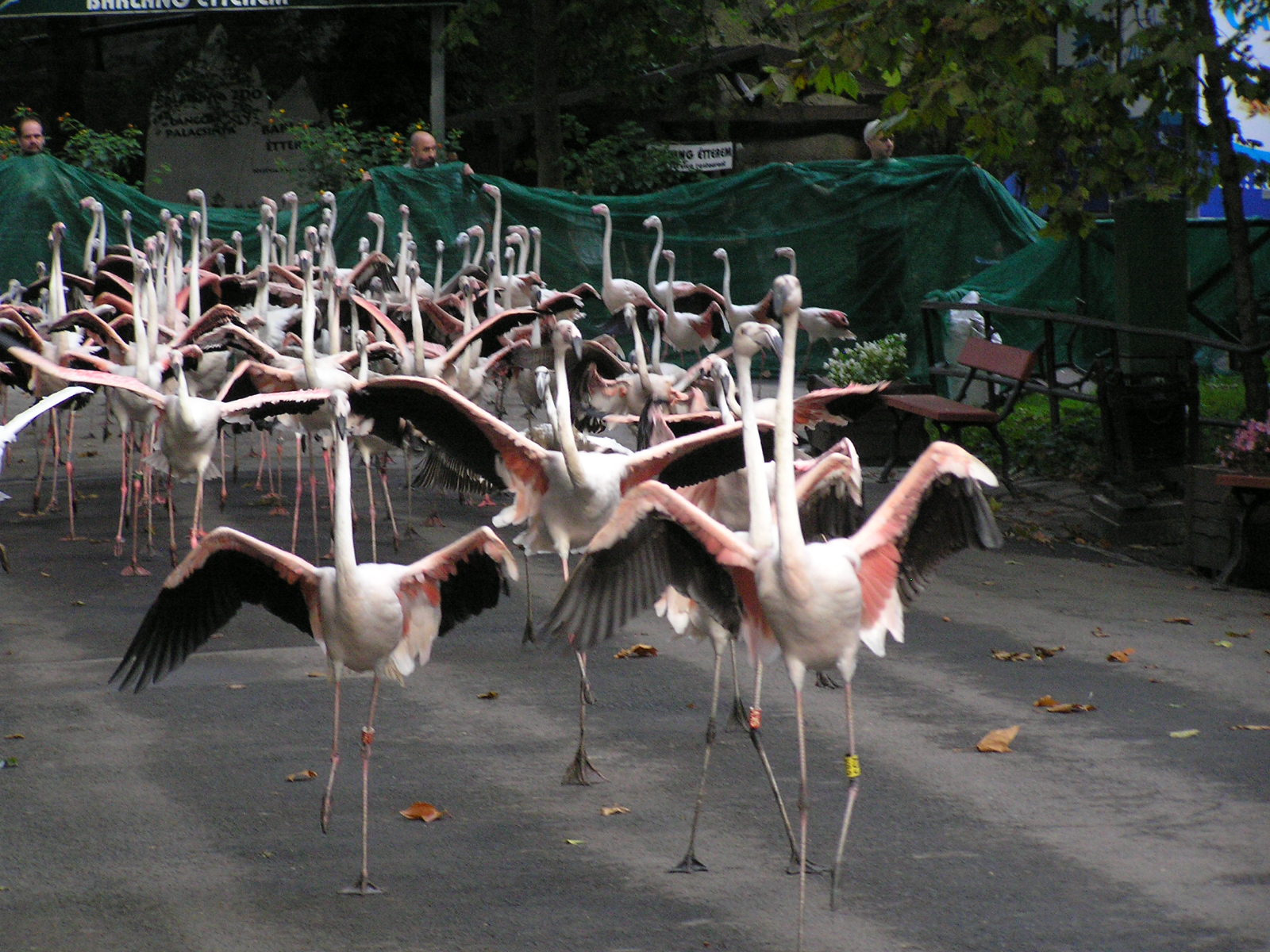 0 006 Flamingóterelés