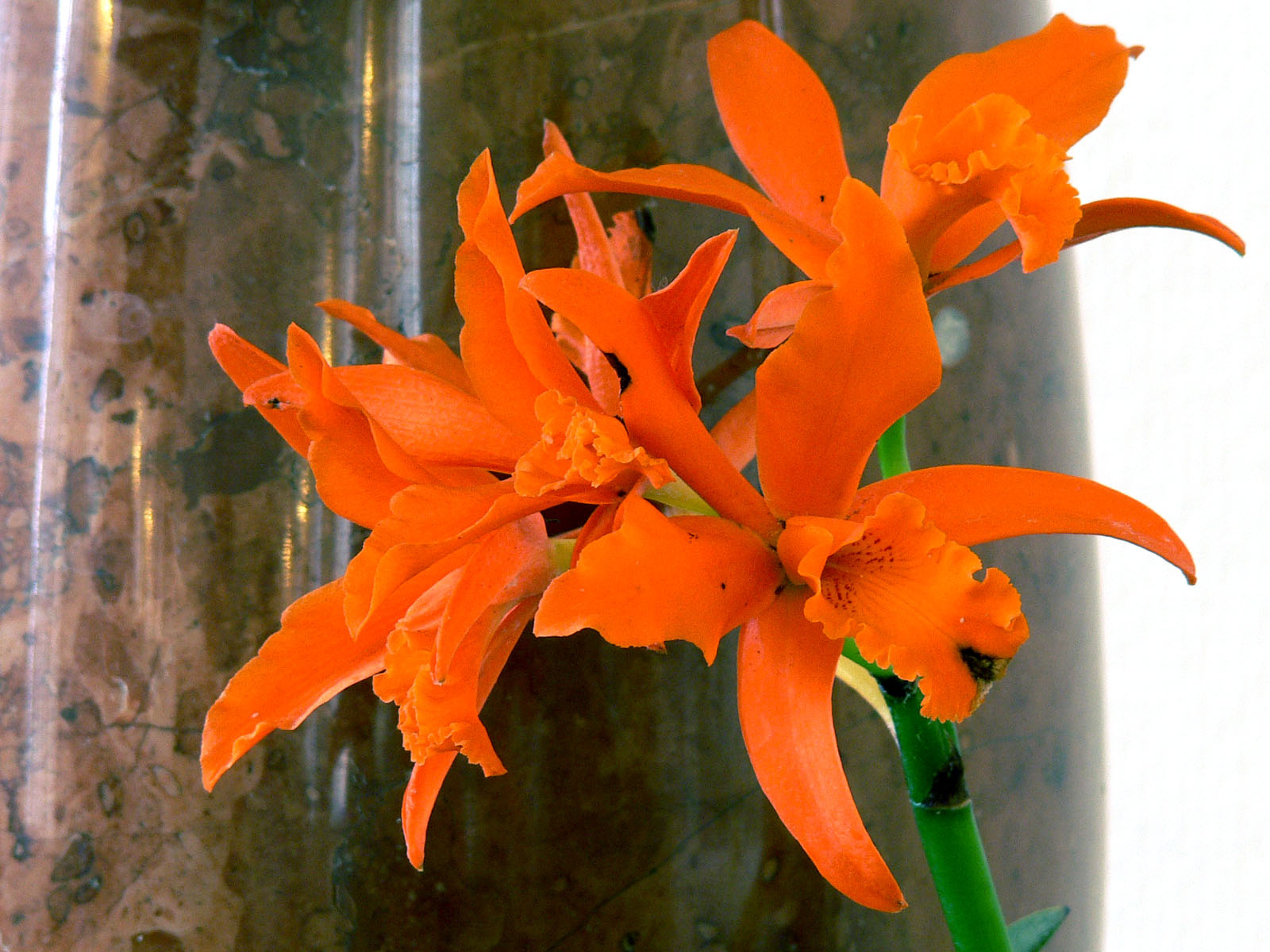 orchidea 112