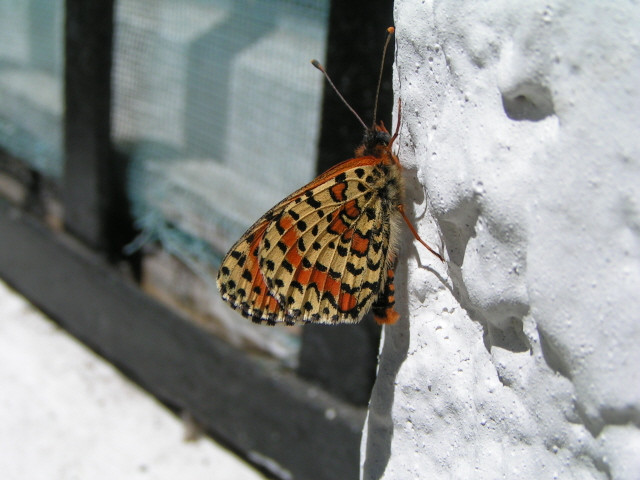 Tüzes tarkalepke (Melitaea didyma) fonákja