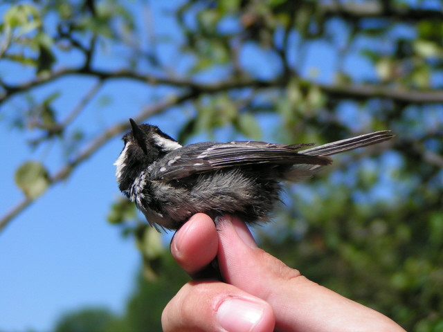 Fenyvescinege (Parus ater)