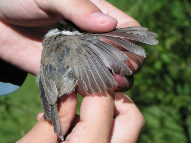 Barátcinege (Parus palustris) vedlő szárnya