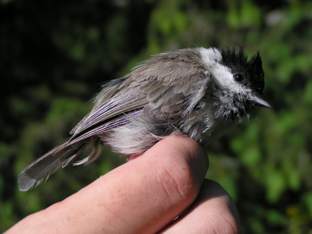 Barátcinege (Parus palustris)