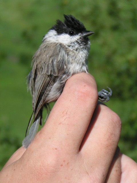 Barátcinege (Parus palustris)