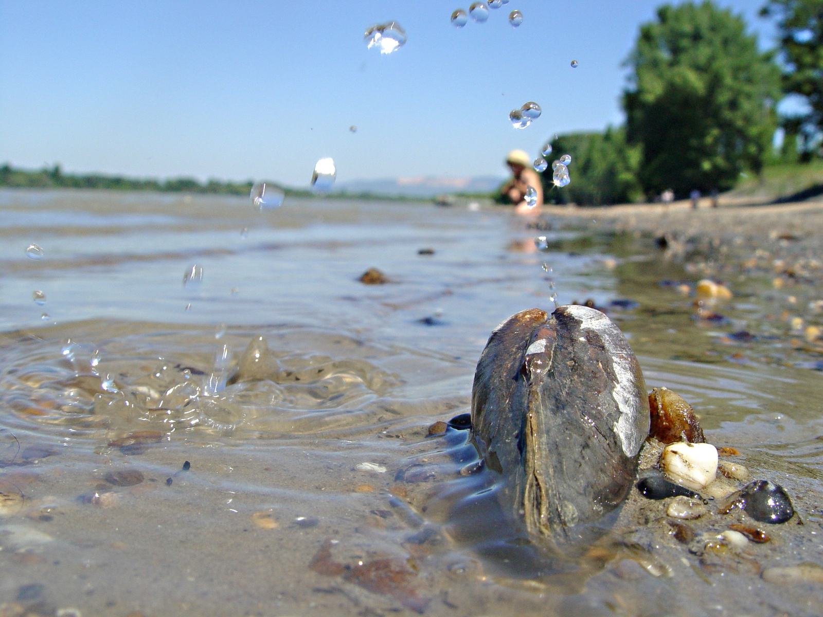 kagyló