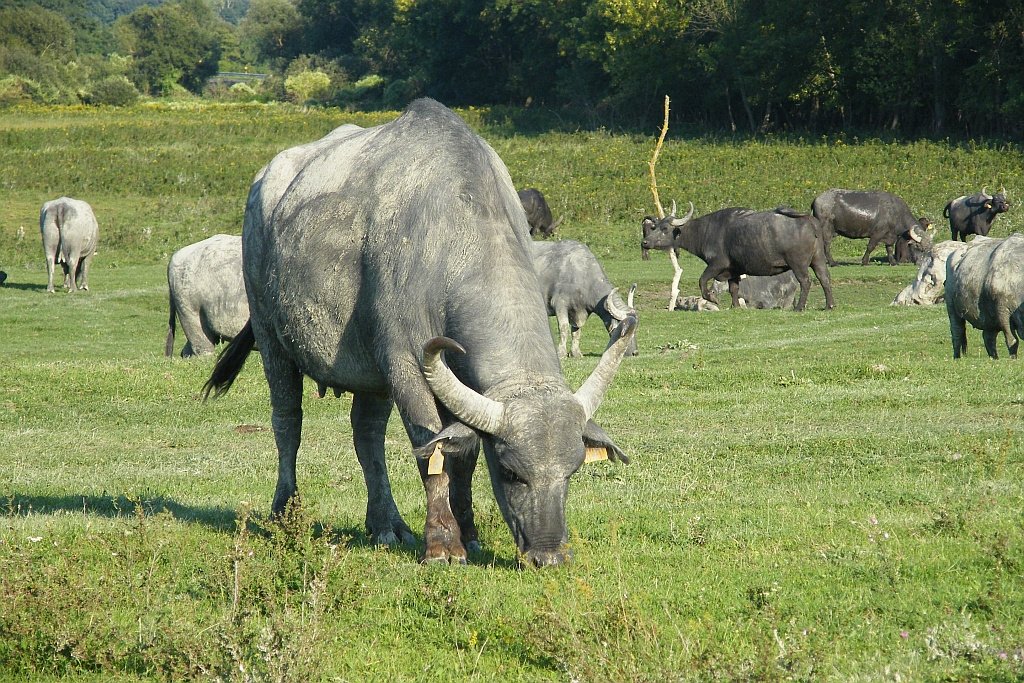 Nyaralás (90)