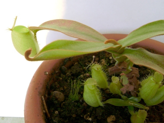 Nepenthes 004