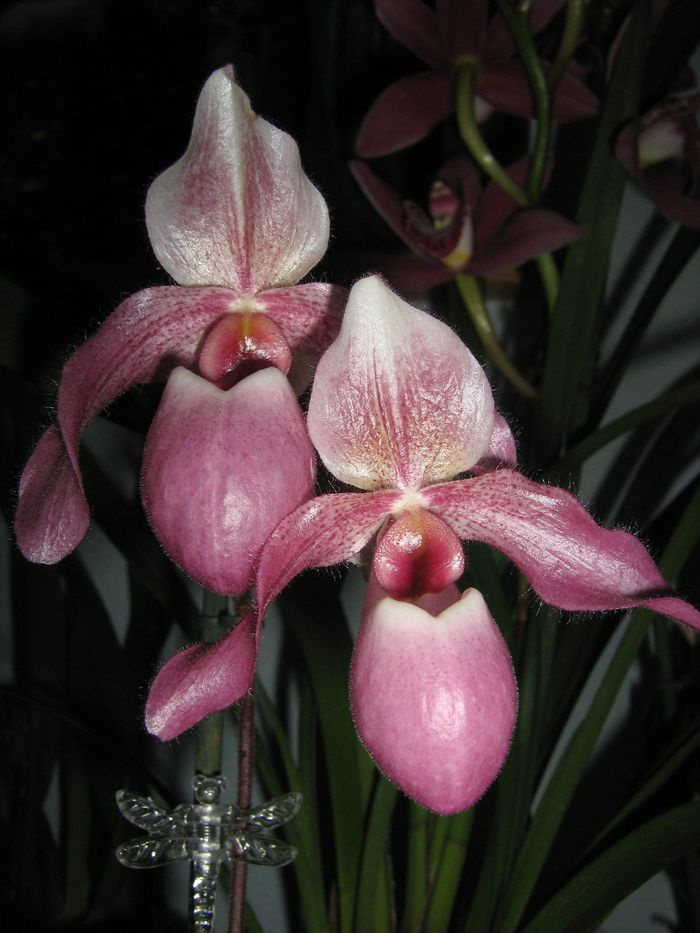 Paphiopedilum 'Gina Short'