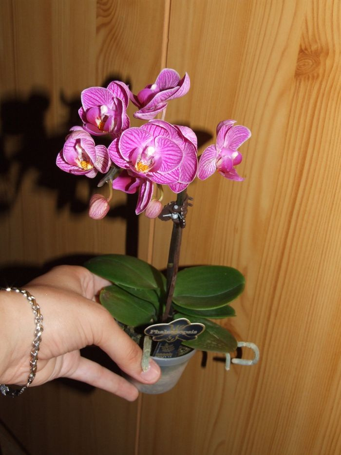 Mini phalaenopsis