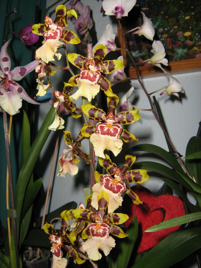 Colmanara Wildcat 'Everlasting'