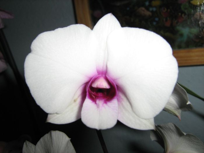 Dendrobium bigibbum 'Compactum'