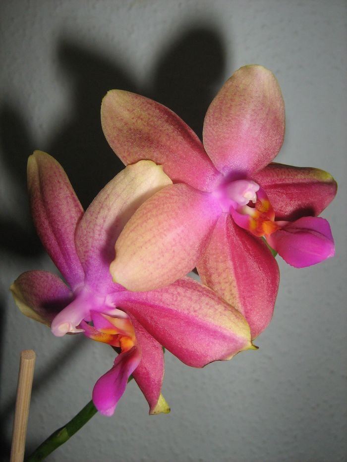 Phalaenopsis, Sweet Memory 'Liodoro'