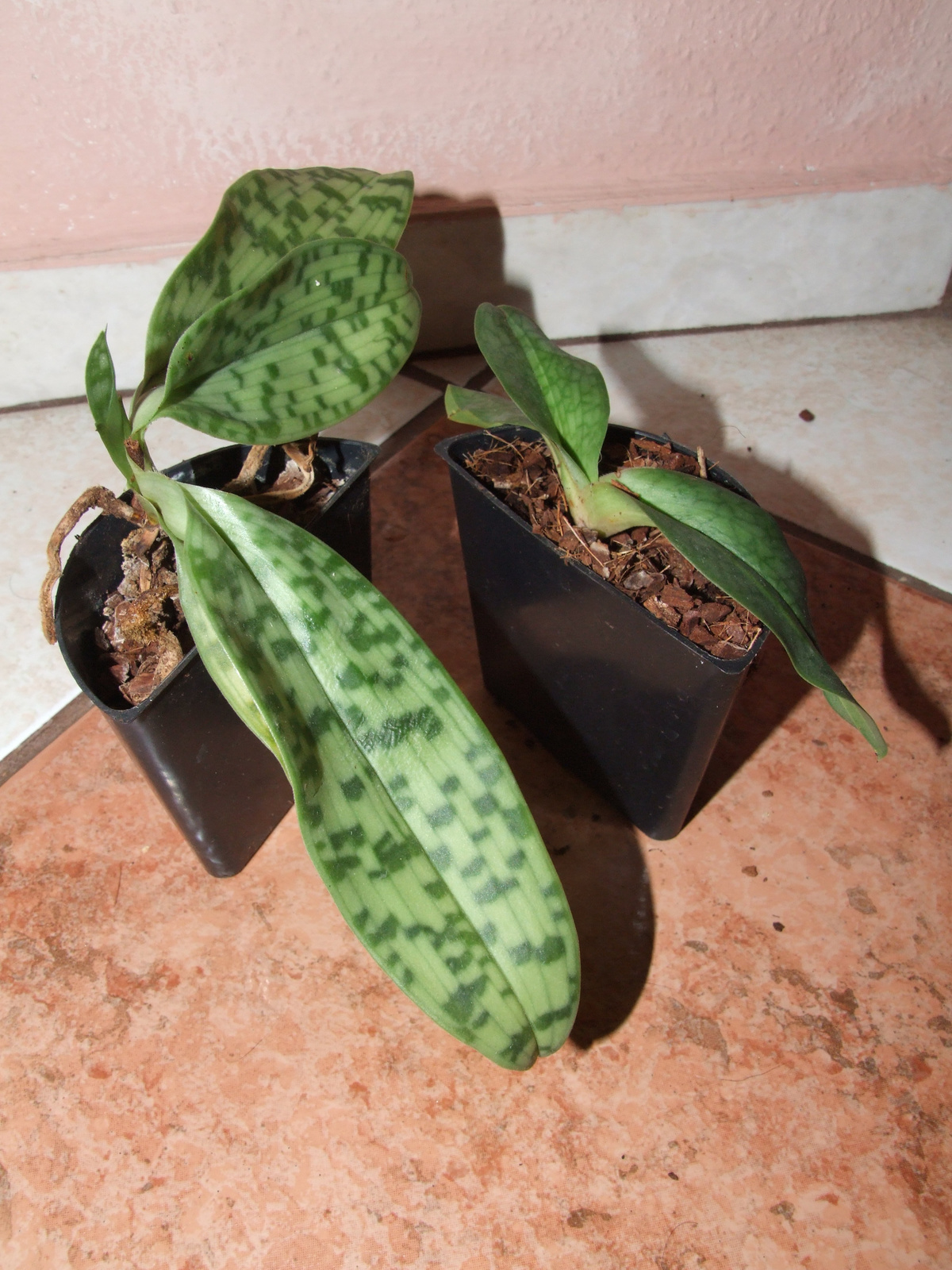 Paphiopedilum Maudiae 'The Queen' és Paphiopedilum moquettianum