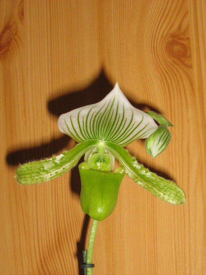 Paphiopedilum Maudiae 'The Queen'