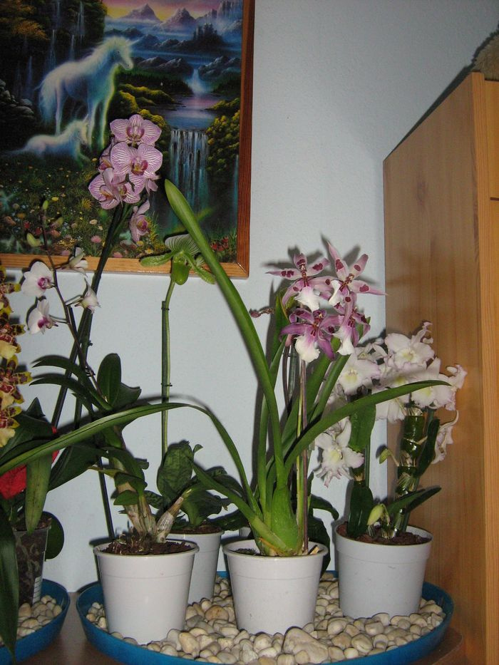 orchideáim...