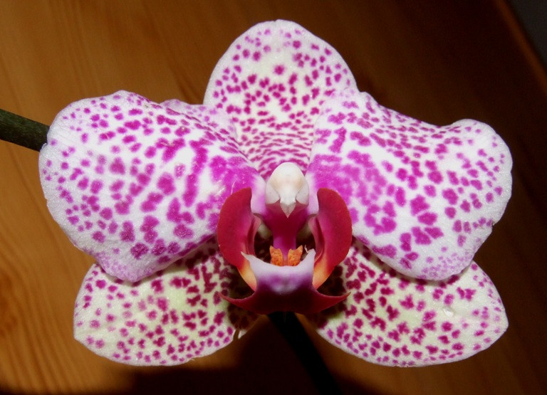 Phalaenopsis 'Brother Little Spotty'