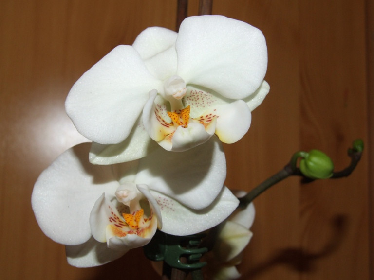 Kicsi phalaenopsis