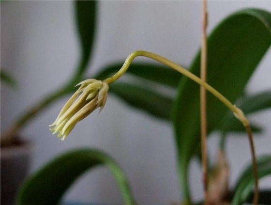 Bulbophyllum makoyanum