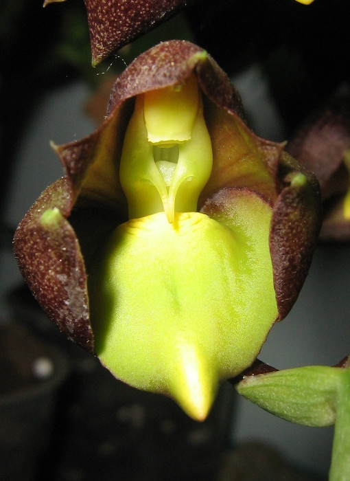 Catasetum tennabrosum