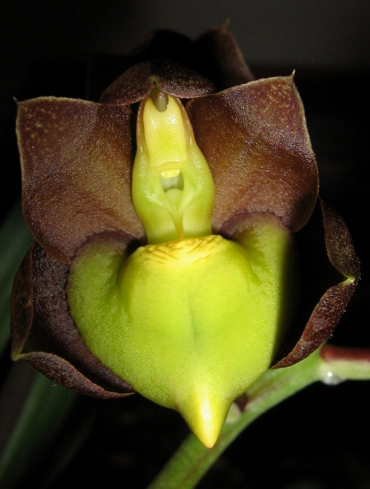 Catasetum tennabrosum