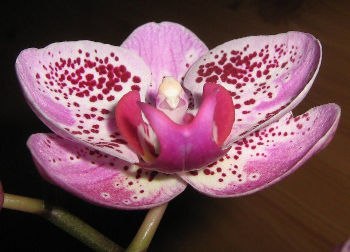 Phalaenopsis