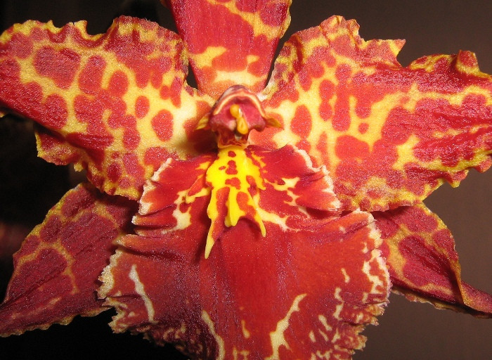 Colmanara "Wild Cat"