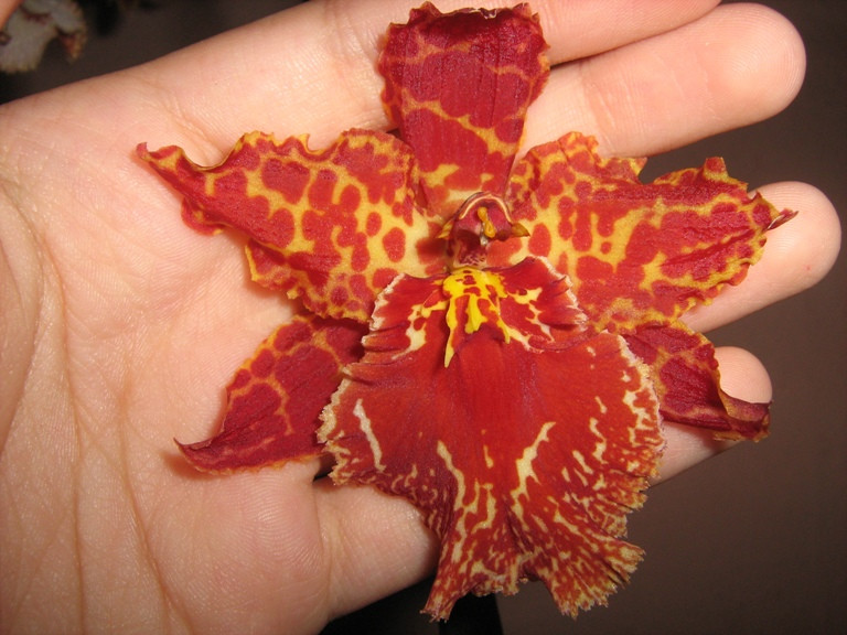 Colmanara "Wild Cat"